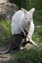 An albino red necked wallaby with her joey Royalty Free Stock Photo