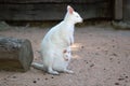 Albino Red-necked wallaby Macropus rufugriseus