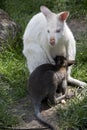 An albino red necked wallaby with her joey Royalty Free Stock Photo