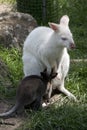 An albino red necked wallaby with her joey Royalty Free Stock Photo