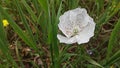 Albino red poppy flower in grassland