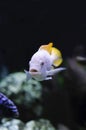 Albino Redfin Zebra African Cichlid