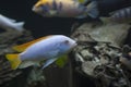 Albino Redfin Zebra African Cichlid