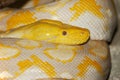 ALBINO RETICULATED PYTHON python reticulatus Royalty Free Stock Photo