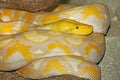 PYTHON RETICULE python reticulatus Royalty Free Stock Photo