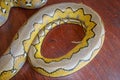 Albino reticulated python : python snake yellow lying on the wooden table. Close up of Big Python regius or Royal Python is a