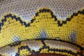 Albino reticulated python. Python snake yellow lying on the wooden table. Close up of Big Python regius or Royal Python is a large Royalty Free Stock Photo
