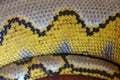 Albino reticulated python. Python snake yellow lying on the wooden table. Close up of Big Python regius or Royal Python is a large Royalty Free Stock Photo