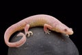 Albino Ribbed newt (Pleurodeles waltl )