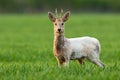 Albino roe deer buck staring into camera and standing in green grass on a field Royalty Free Stock Photo
