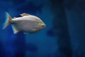 Albino Small-scaled Pacu - Freshwater Fish Royalty Free Stock Photo