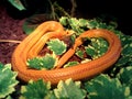 Albino Snake / Grass Snake - Ringelnatter Royalty Free Stock Photo