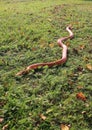 Albino Snake / Grass Snake - Ringelnatter Royalty Free Stock Photo