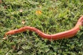 Albino Snake / Grass Snake - Ringelnatter Royalty Free Stock Photo