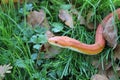 Albino Snake - Grass Snake - Ringelnatter on grass Royalty Free Stock Photo