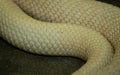 Albino Snake Skin Royalty Free Stock Photo