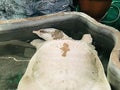 Albino softshell turtle. Royalty Free Stock Photo