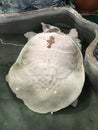Albino softshell turtle. Royalty Free Stock Photo