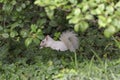 Albino Squirrel in the Bushes