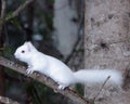 Albino Squirrel Animal in the wild sitting on branch