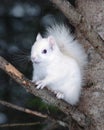 Albino Squirrel Stock Photos. Albino Squirrel sitting on a tree branch in the forest a close up showing its beautiful white fur,