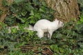 Albino Squirrel by a tree trunk
