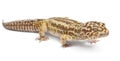 Albino Striped Leopard gecko, Eublepharis Royalty Free Stock Photo