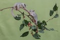 An albino sugar glider mother was looking for food on a red mulberry tree branch covered with fruit while holding her two babies. Royalty Free Stock Photo