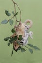 An albino sugar glider mother was looking for food on a red mulberry tree branch covered with fruit while holding her two babies. Royalty Free Stock Photo