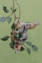 An albino sugar glider mother was looking for food on a red mulberry tree branch covered with fruit while holding her two babies. Royalty Free Stock Photo