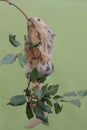 An albino sugar glider mother was looking for food on a red mulberry tree branch covered with fruit while holding her two babies. Royalty Free Stock Photo