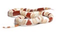 Albino Tangerine aberrant Honduran milk snake, Lampropeltis triangulum hondurensis Royalty Free Stock Photo