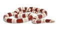 Albino Tangerine Honduran milk snake