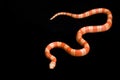 Albino Tangerine Honduran Milk Snake Royalty Free Stock Photo