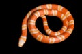 Albino Tangerine Honduran Milk Snake Royalty Free Stock Photo