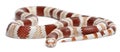 Albino Tangerine Honduran milk snake, Lampropeltis triangulum hondurensis Royalty Free Stock Photo