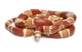 Albino Tangerine selection Honduran milk snake, Lampropeltis triangulum hondurensis