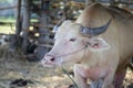 Albino Thai Buffallo Royalty Free Stock Photo