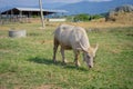 Albino Thai Buffallo Royalty Free Stock Photo