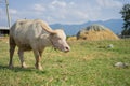 Albino Thai Buffallo Royalty Free Stock Photo