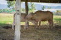 Albino Thai Buffallo and calf Royalty Free Stock Photo