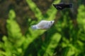 Albino tiger barb freshwater fish in a tropical aquarium in macro