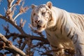 albino tiger on top of the tree seen from below and blue sky in the background - Wallpaper