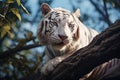 albino tiger on top of the tree seen from below and blue sky in the background - Wallpaper 3