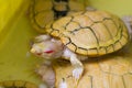 Albino tortoise