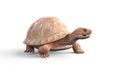 Albino Tortoise Walk Animation