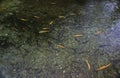 Albino trout hatchery