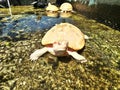 Albino turtle in the water park beautifull