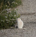 Albino Uintah Ground Squirrel Eating Aster Flowers