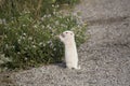 Albino Uintah Ground Squirrel Eating Aster Flowers